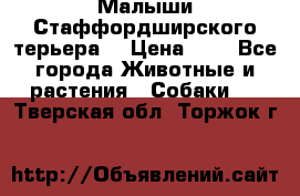 Малыши Стаффордширского терьера  › Цена ­ 1 - Все города Животные и растения » Собаки   . Тверская обл.,Торжок г.